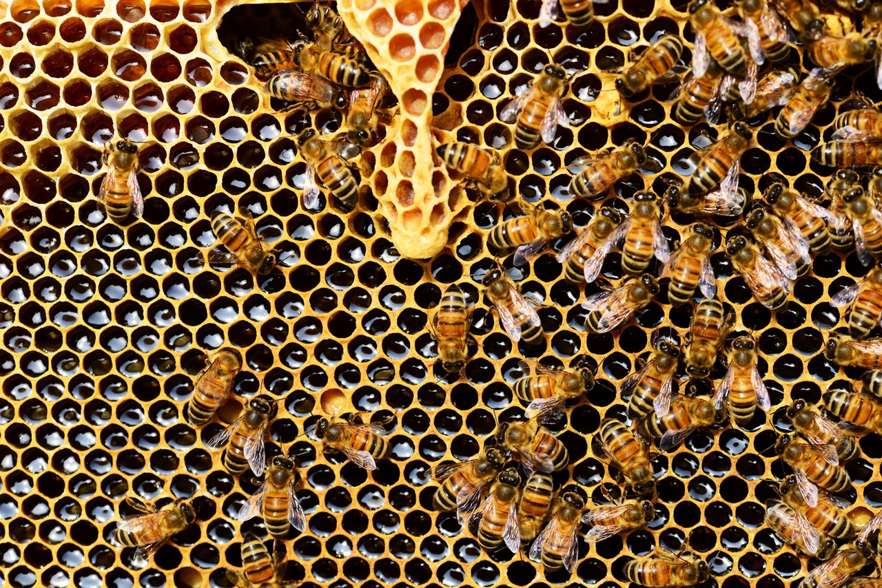 queen-cup-honeycomb-honey-bee-new-queen-rearing-compartment-56876.jpeg